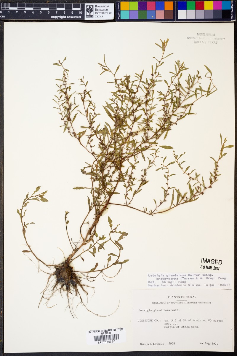 Ludwigia glandulosa subsp. brachycarpa photo 4