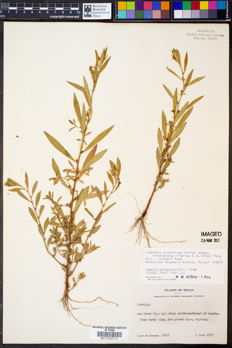 Ludwigia glandulosa subsp. brachycarpa photo 5