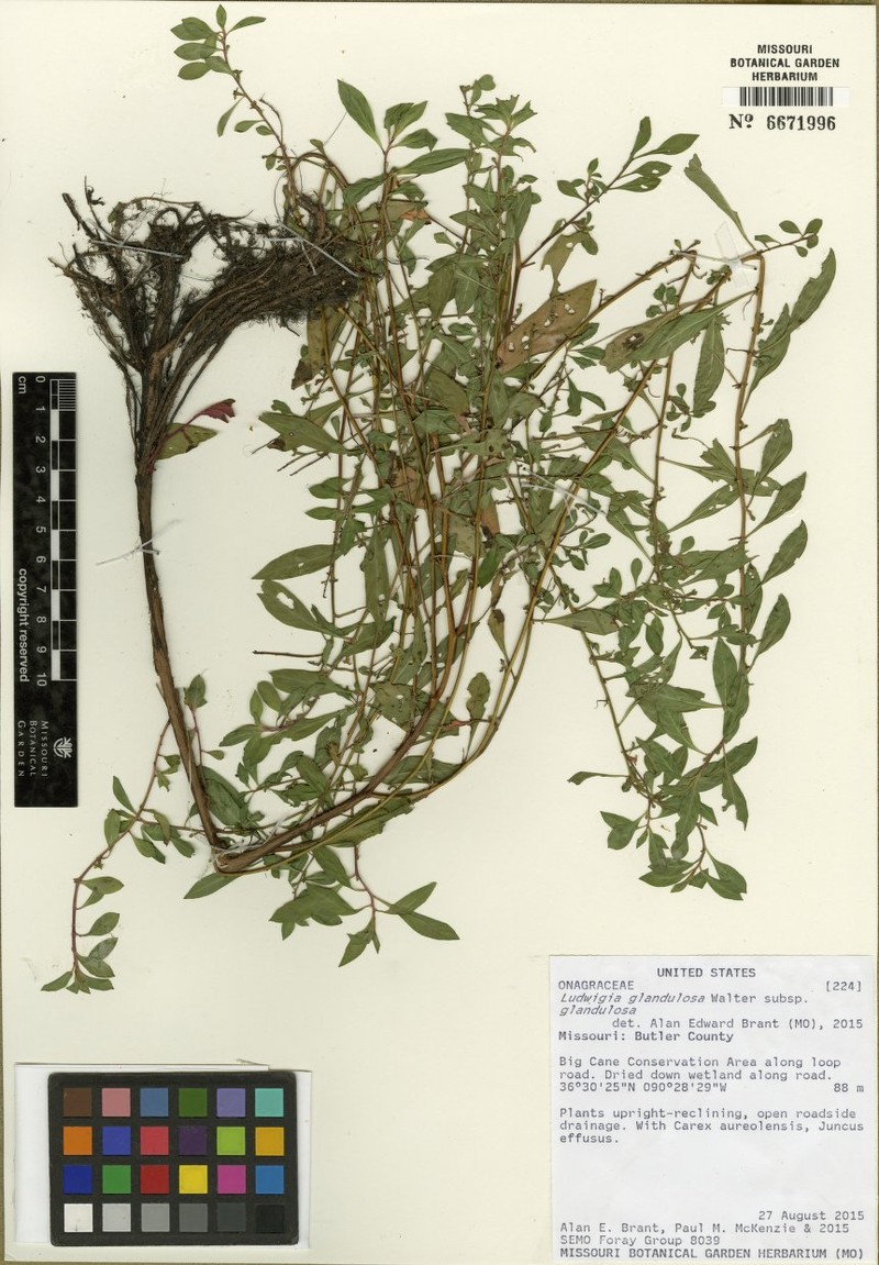 Ludwigia glandulosa subsp. glandulosa