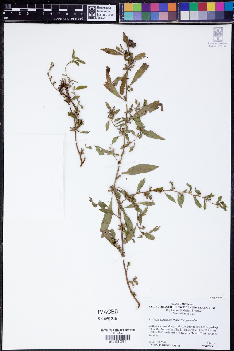 Ludwigia glandulosa subsp. glandulosa photo 2