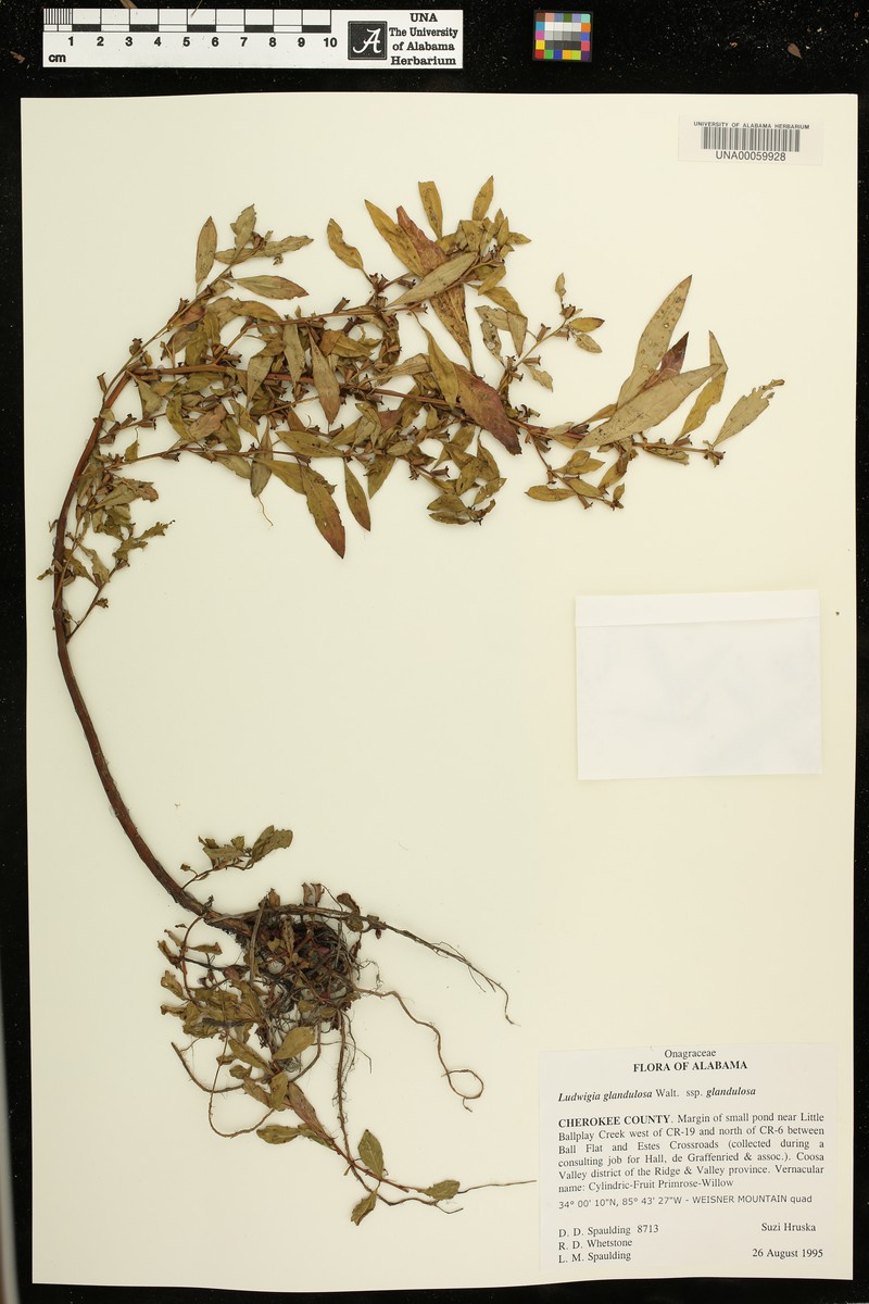 Ludwigia glandulosa subsp. glandulosa photo 3