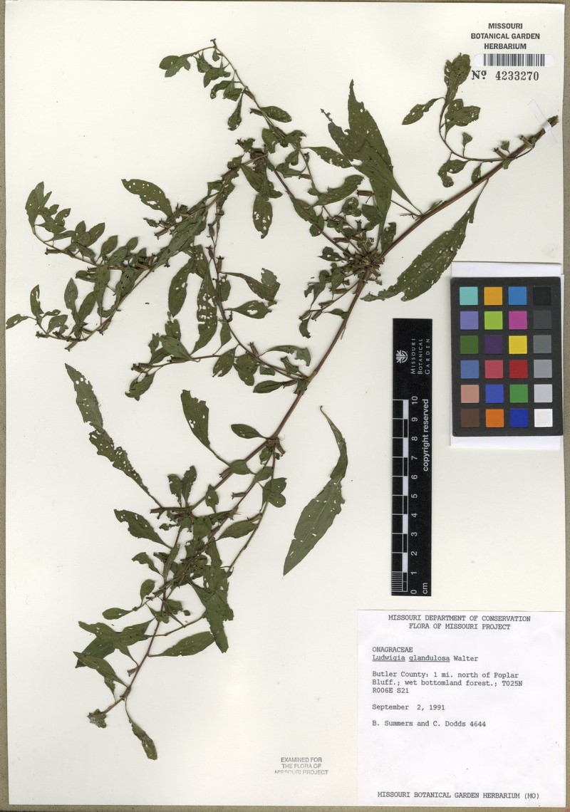 Ludwigia glandulosa subsp. glandulosa photo 4