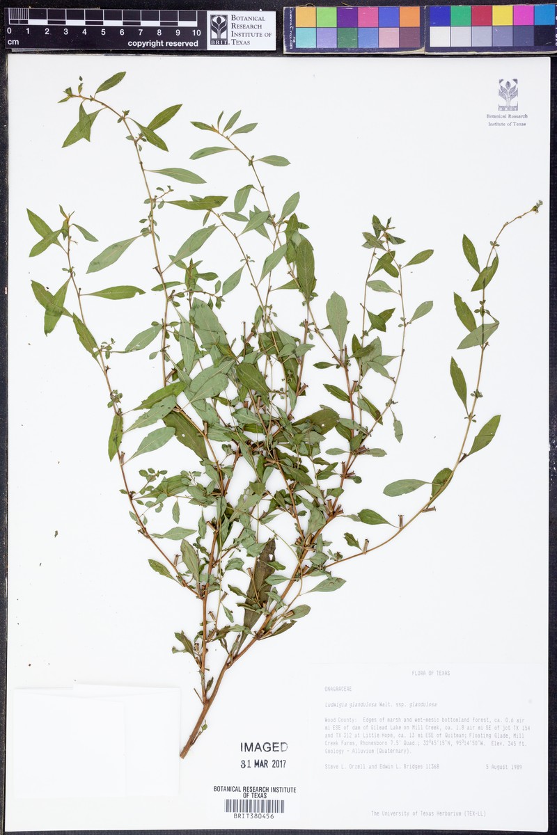 Ludwigia glandulosa subsp. glandulosa photo 5