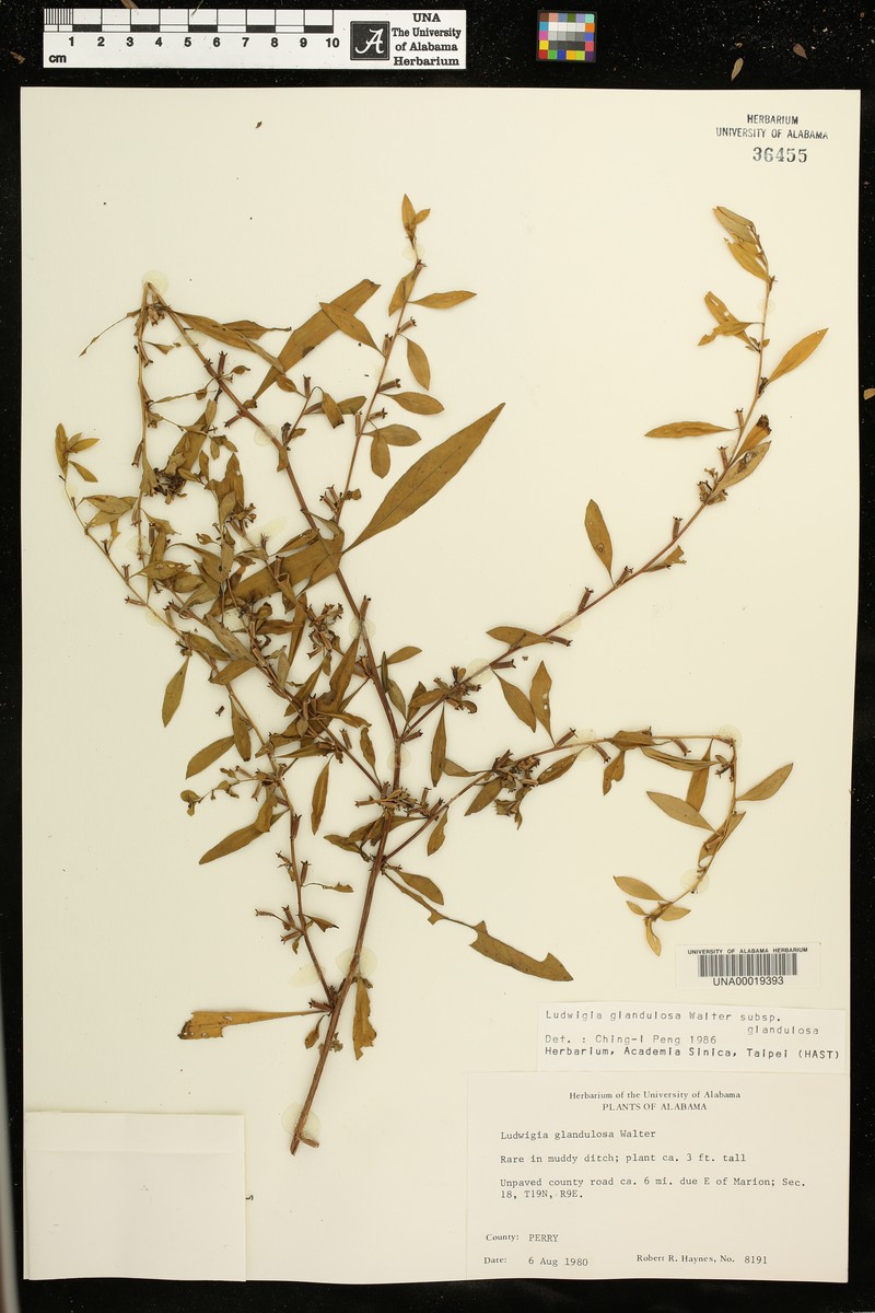 Ludwigia glandulosa subsp. glandulosa photo 6