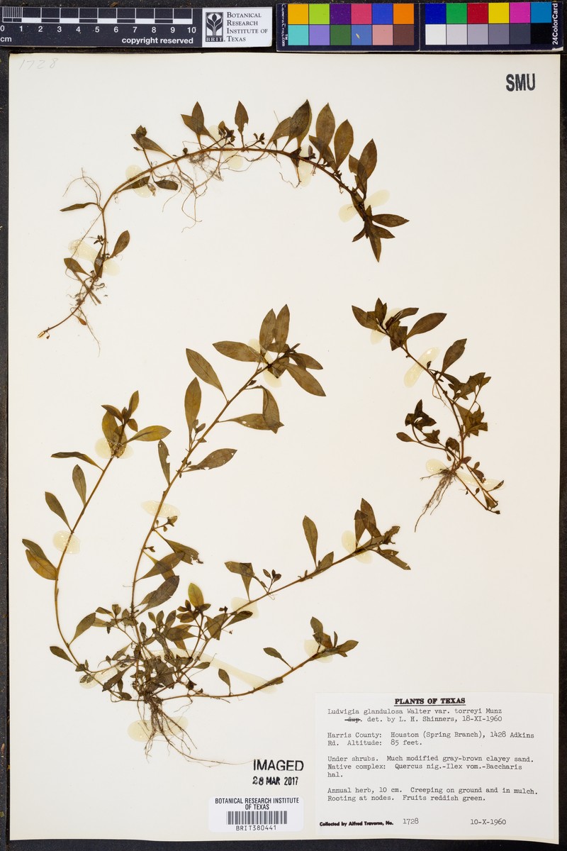 Ludwigia glandulosa subsp. glandulosa photo 7