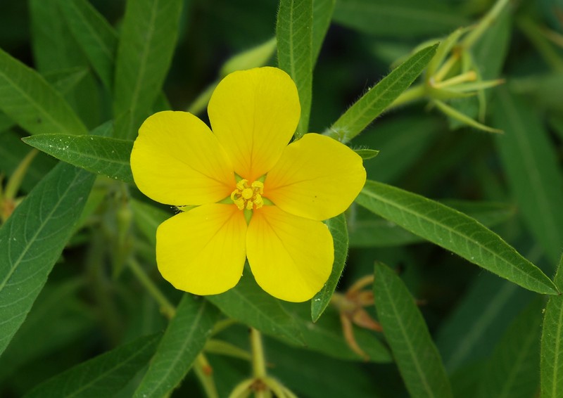Large-Flower Primrose-Willow photo 5
