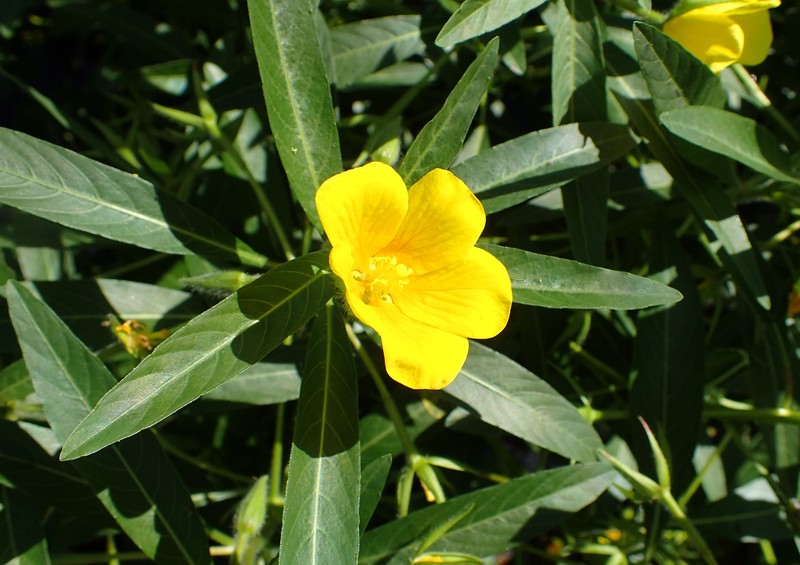 Large-Flower Primrose-Willow photo 2