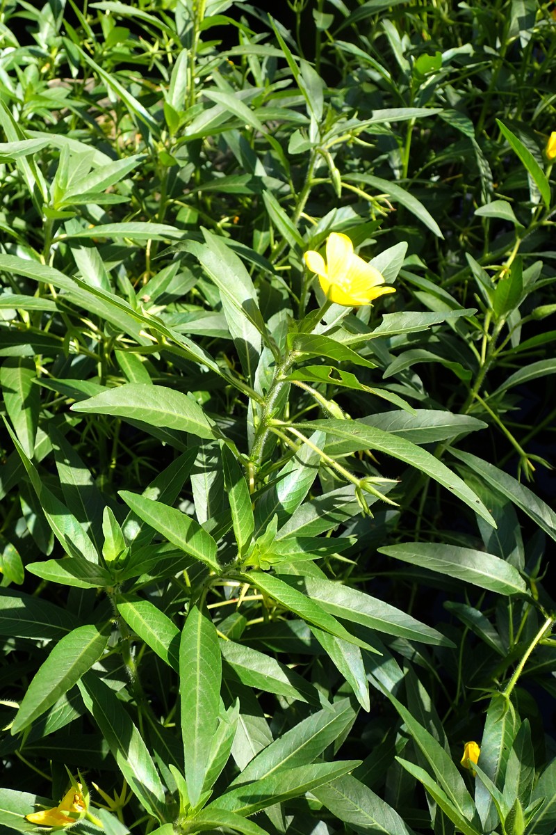 Large-Flower Primrose-Willow photo 3