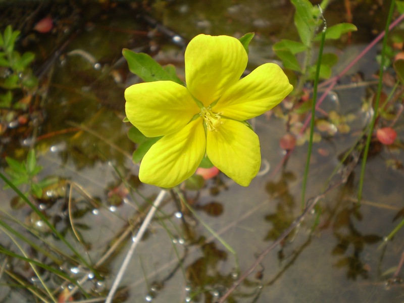 Large-Flower Primrose-Willow photo 4