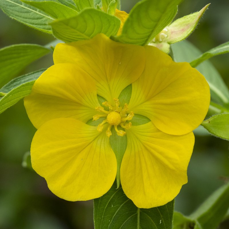 Large-Flower Primrose-Willow photo 6