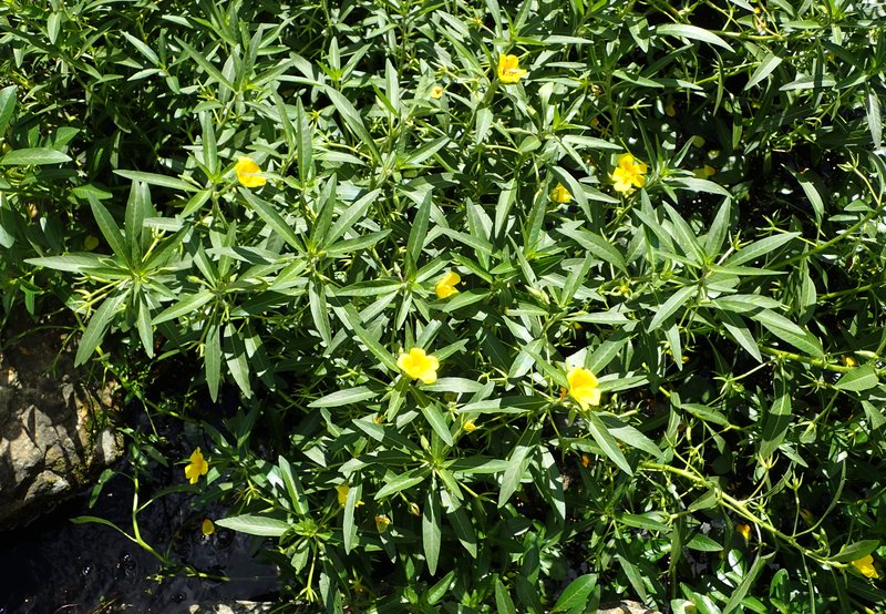 Large-Flower Primrose-Willow photo 7