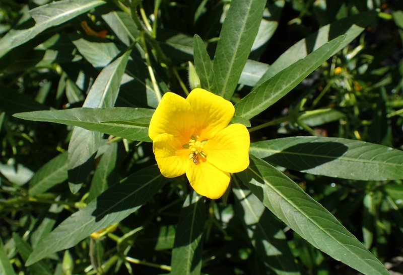 Large-Flower Primrose-Willow photo 8