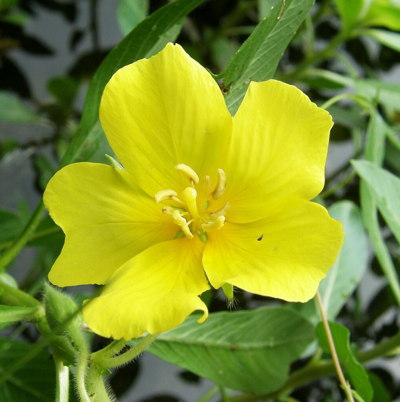 Ludwigia hexapetala