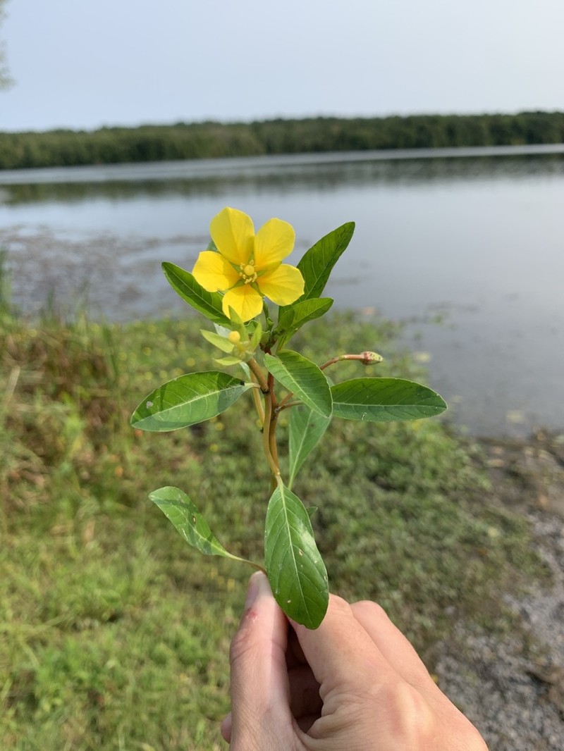 Ludwigia hexapetala photo 2