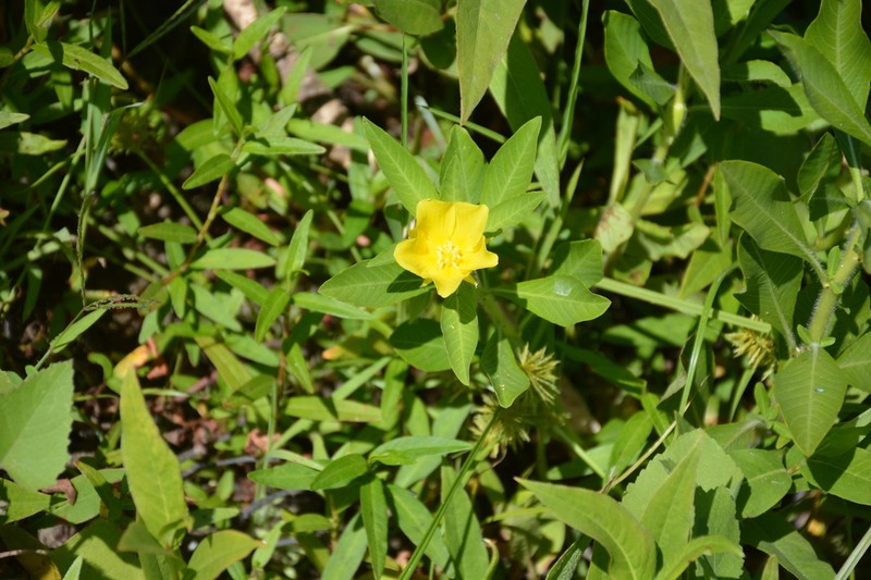 Ludwigia hexapetala photo 3