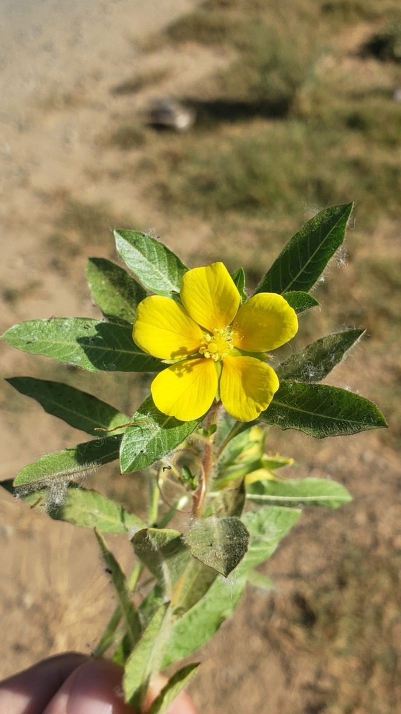 Ludwigia hexapetala photo 4