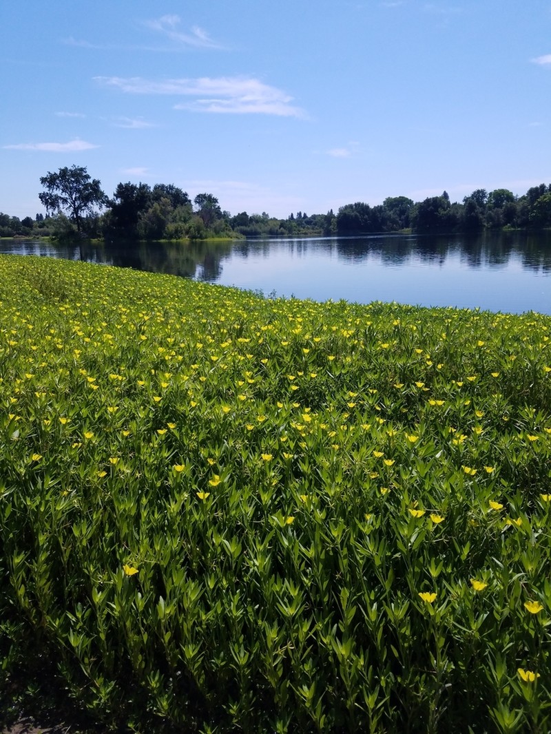 Ludwigia hexapetala photo 5