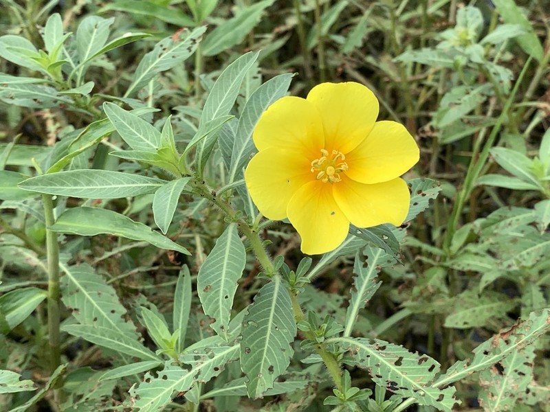 Ludwigia hexapetala photo 6
