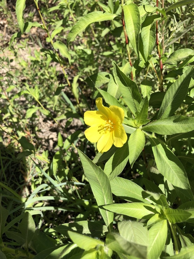 Ludwigia hexapetala photo 7