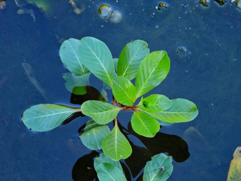 Ludwigia hexapetala photo 8