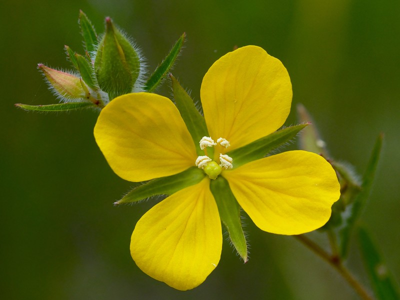 Spindleroot