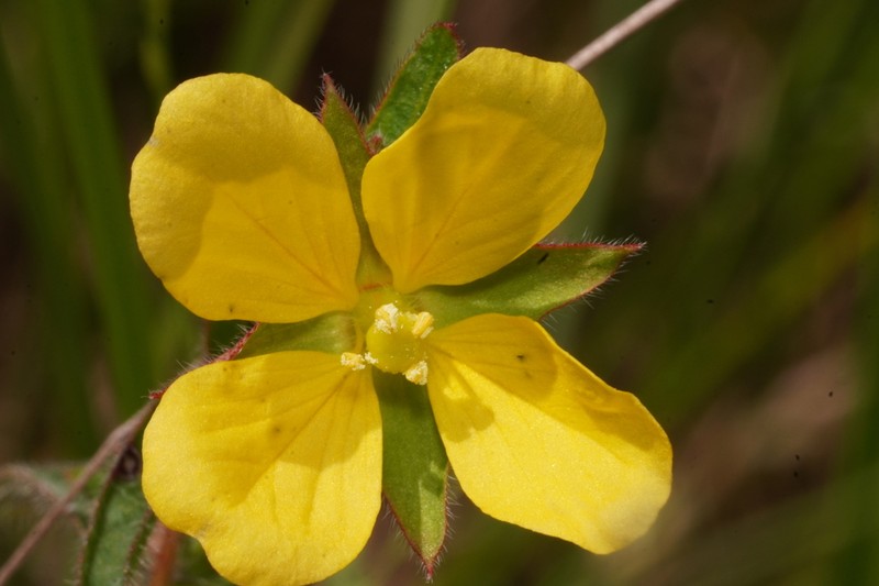 Spindleroot photo 3