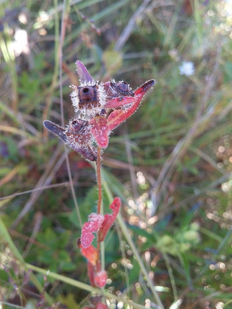 Spindleroot photo 4