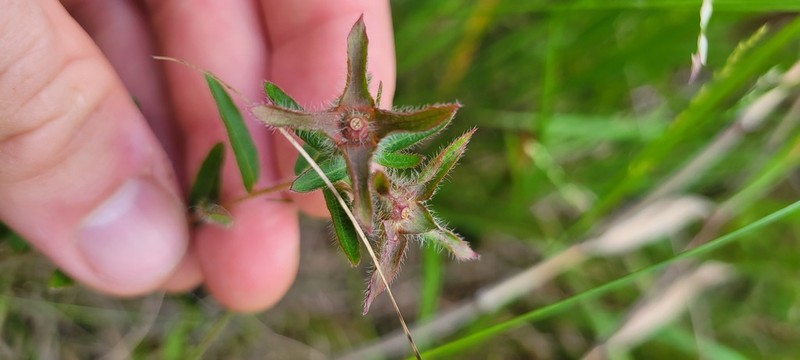 Spindleroot photo 5