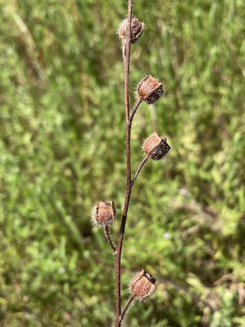 Spindleroot photo 6