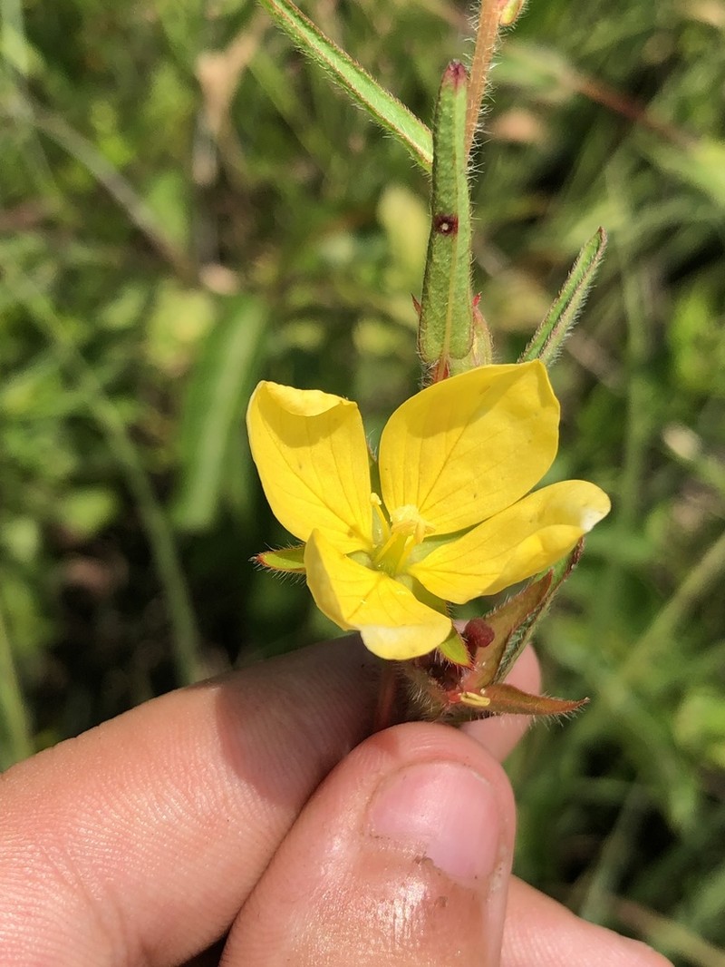Spindleroot photo 7