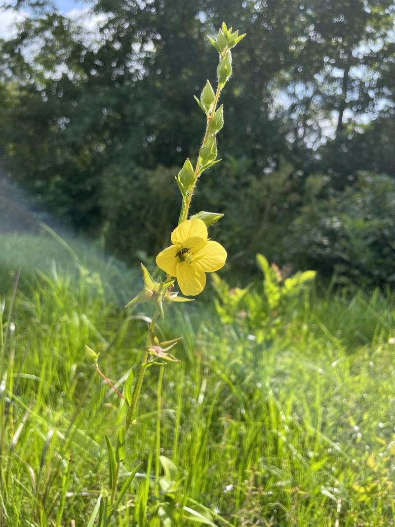 Spindleroot photo 8