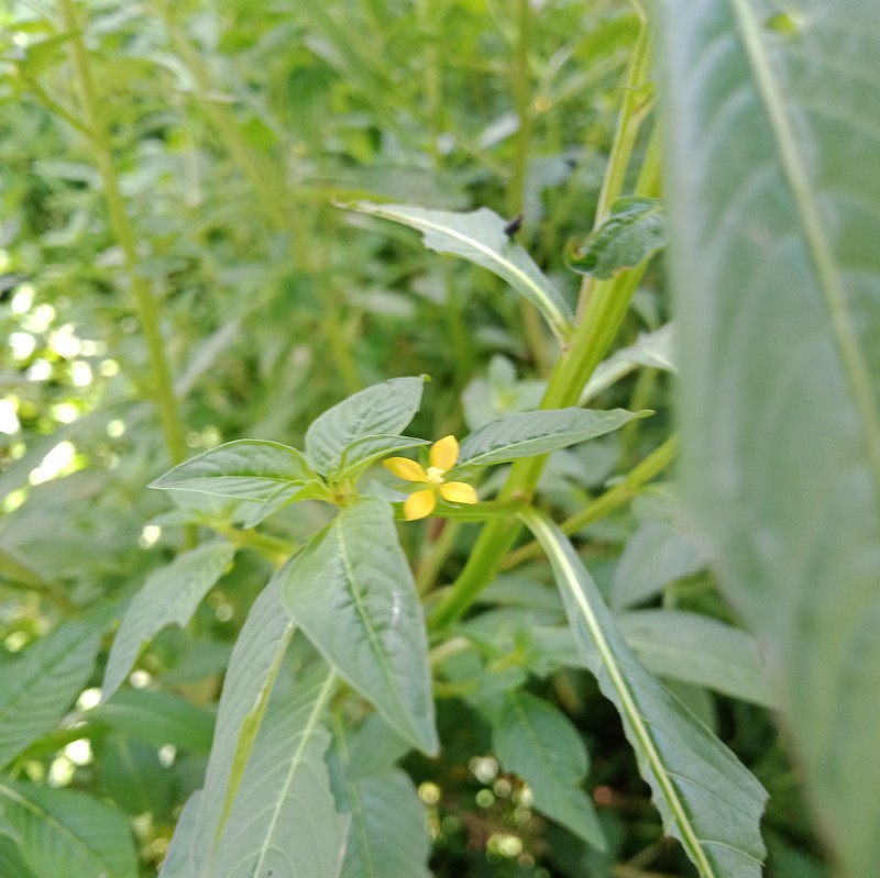 Linearleaf Primrose-Willow photo 2