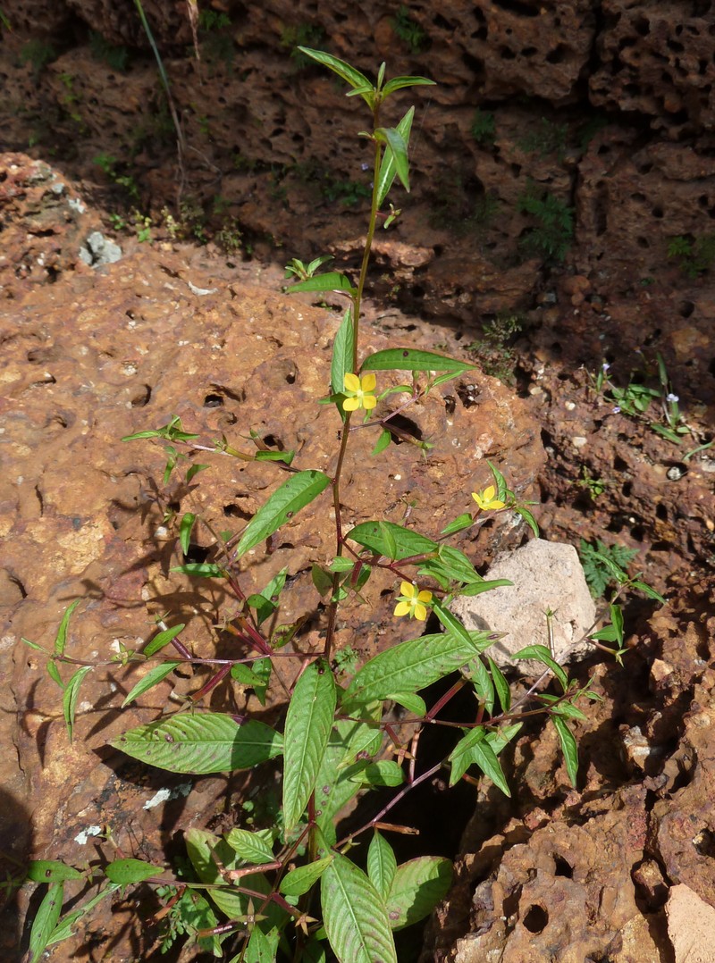 Linearleaf Primrose-Willow