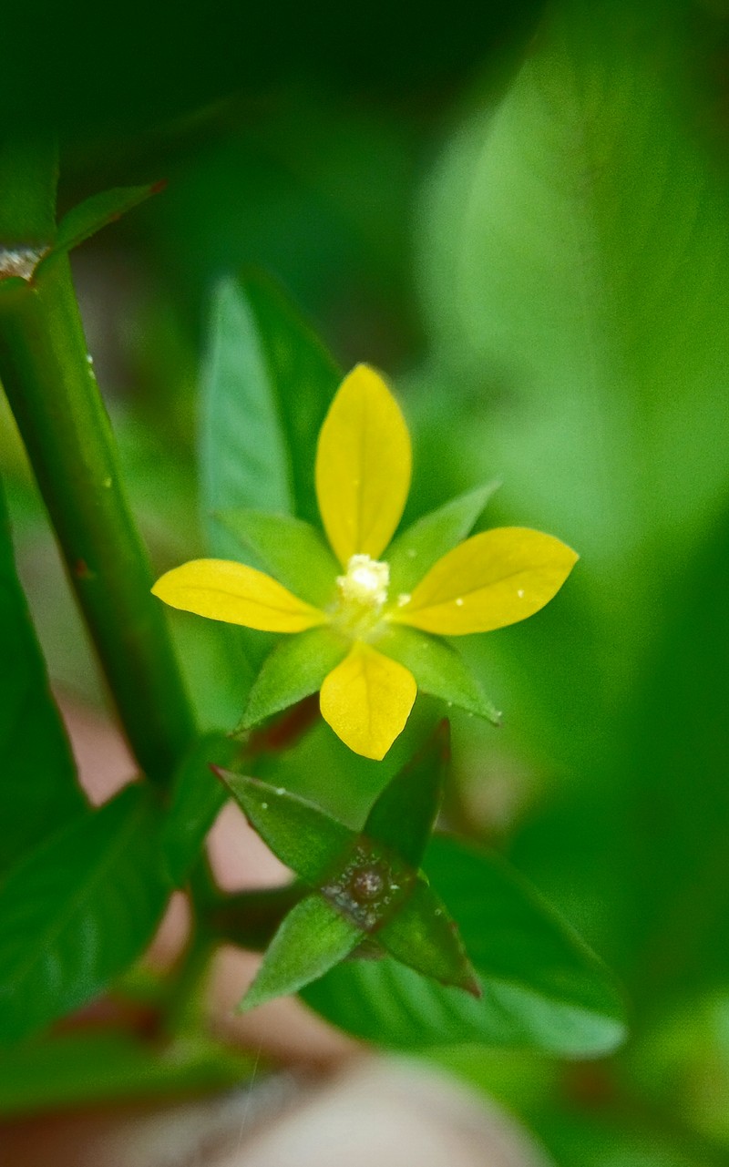 Linearleaf Primrose-Willow photo 3
