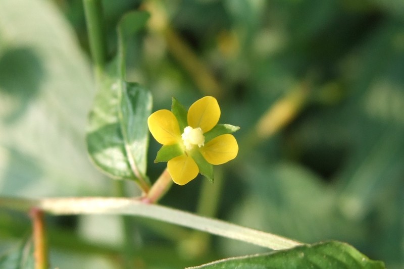 Linearleaf Primrose-Willow photo 4