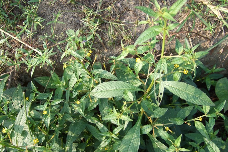 Linearleaf Primrose-Willow photo 5