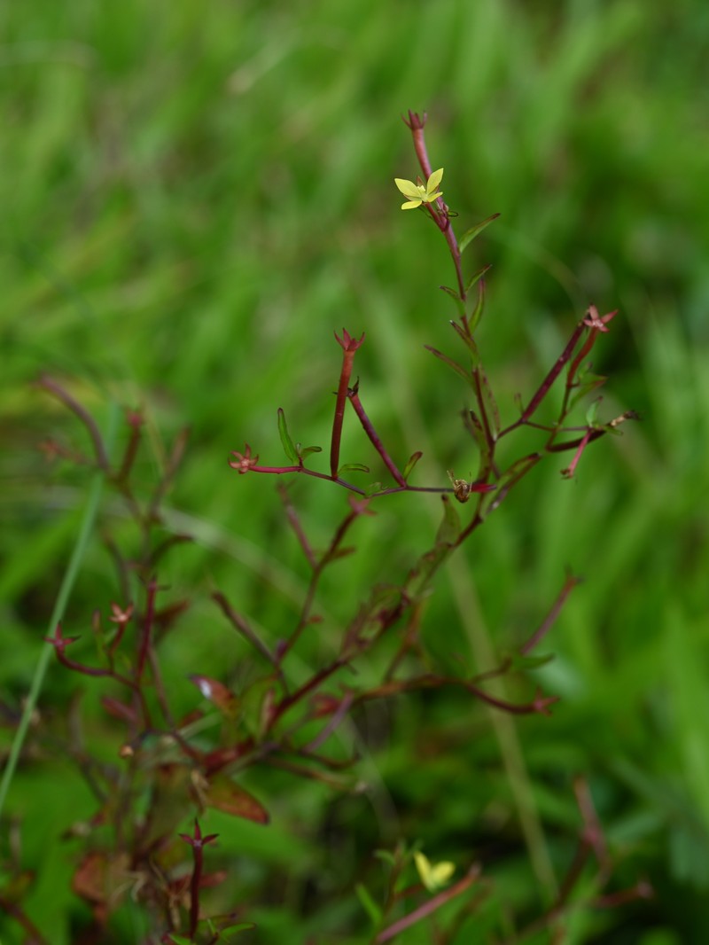 Linearleaf Primrose-Willow photo 6