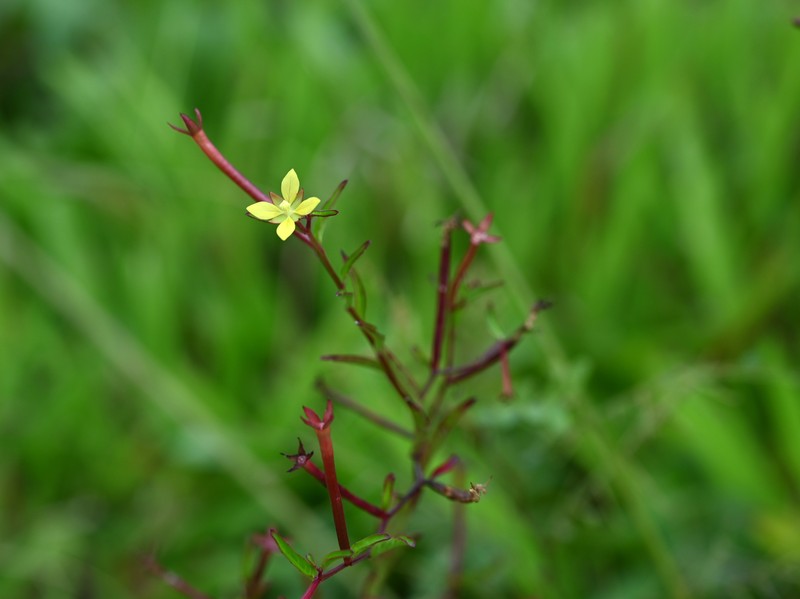 Linearleaf Primrose-Willow photo 7
