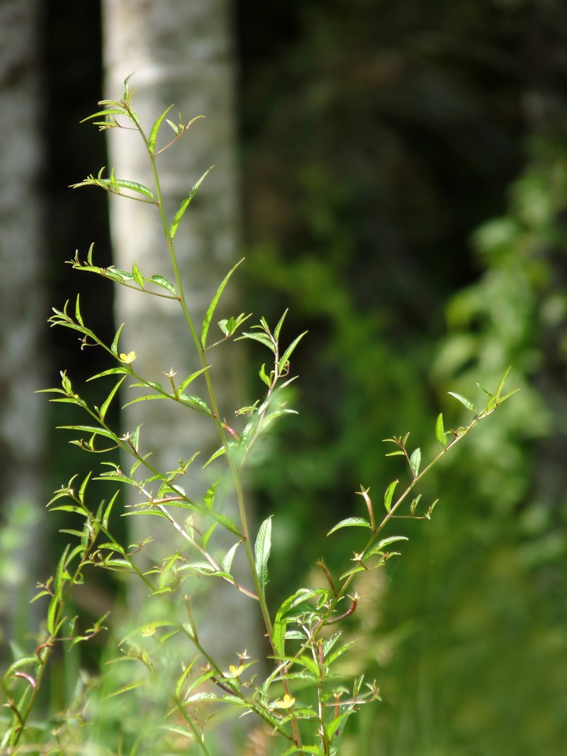 Linearleaf Primrose-Willow photo 8