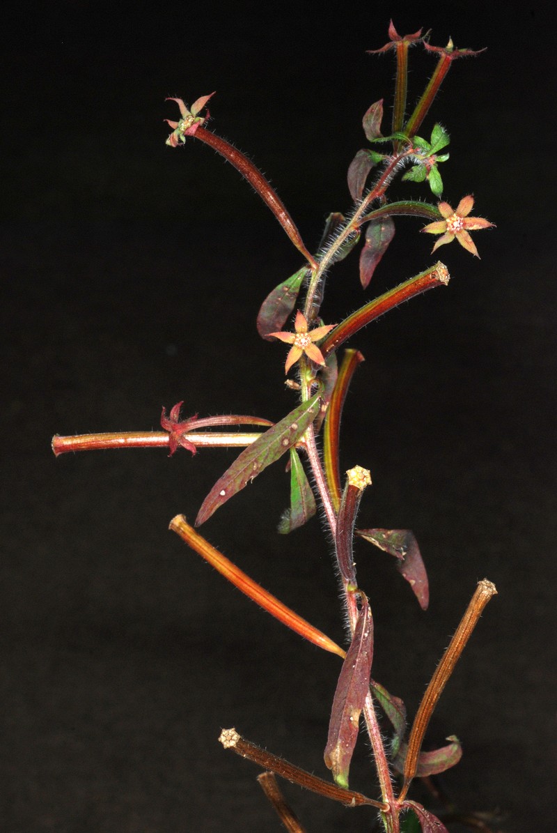 Anglestem Primrose-Willow photo 2