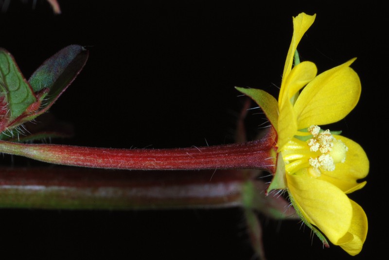 Anglestem Primrose-Willow photo 3