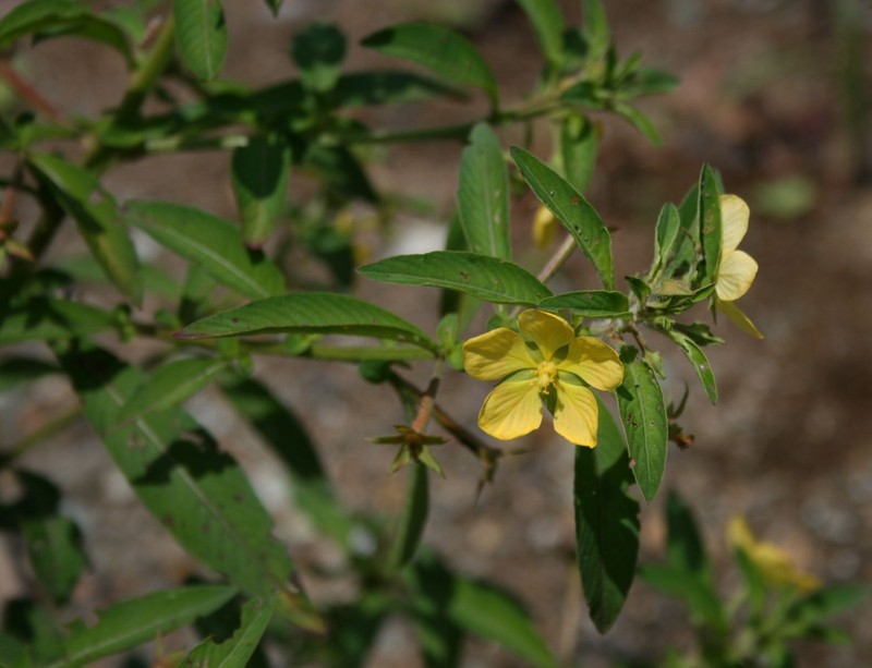 Anglestem Primrose-Willow