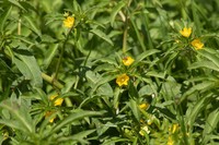 Anglestem Primrose-Willow