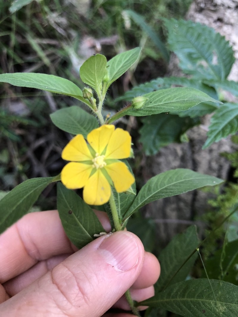 Anglestem Primrose-Willow photo 2