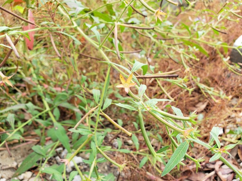 Anglestem Primrose-Willow photo 3