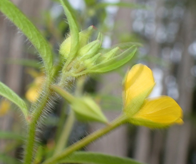 Anglestem Primrose-Willow photo 4