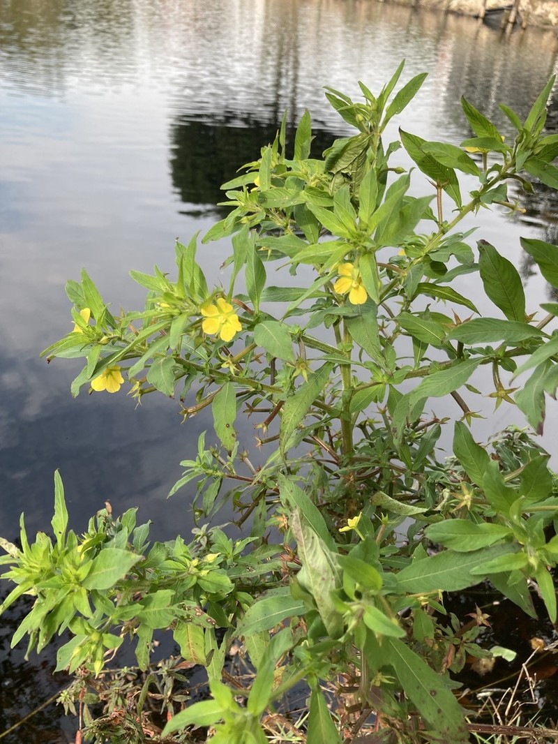 Anglestem Primrose-Willow photo 5
