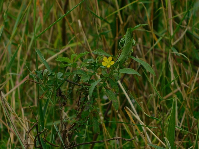 Anglestem Primrose-Willow photo 6
