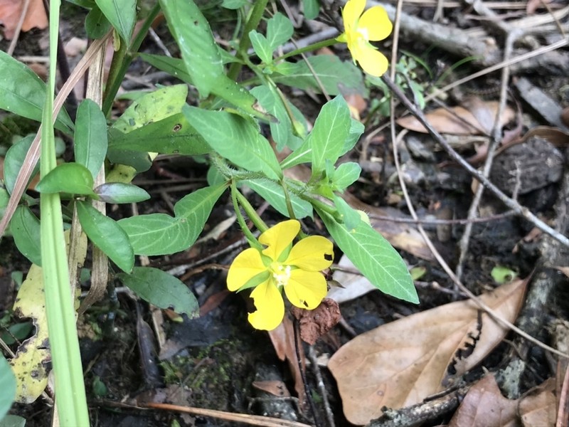 Anglestem Primrose-Willow photo 7