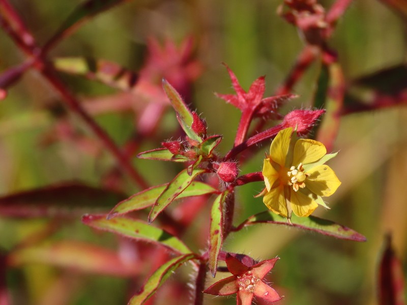 Anglestem Primrose-Willow photo 8